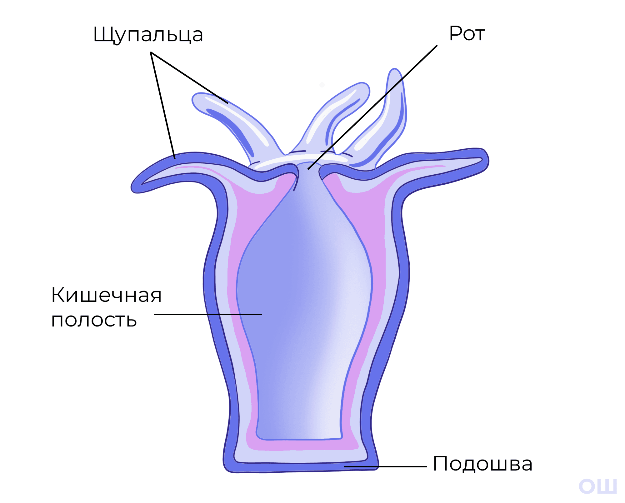 Подошва гидры
