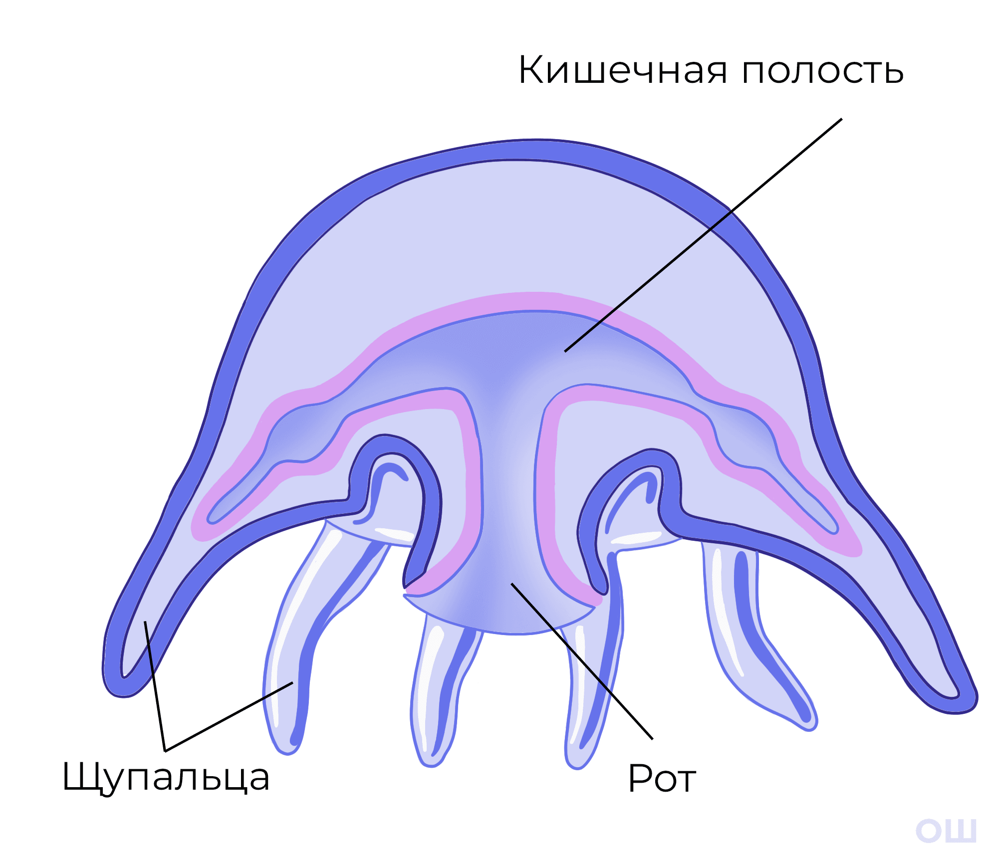 строение медузы