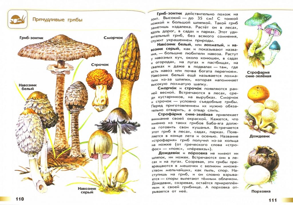 Атлас-определитель «Причудливые грибы»