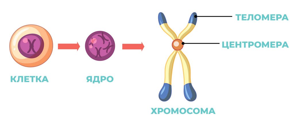 Признаки живых организмов