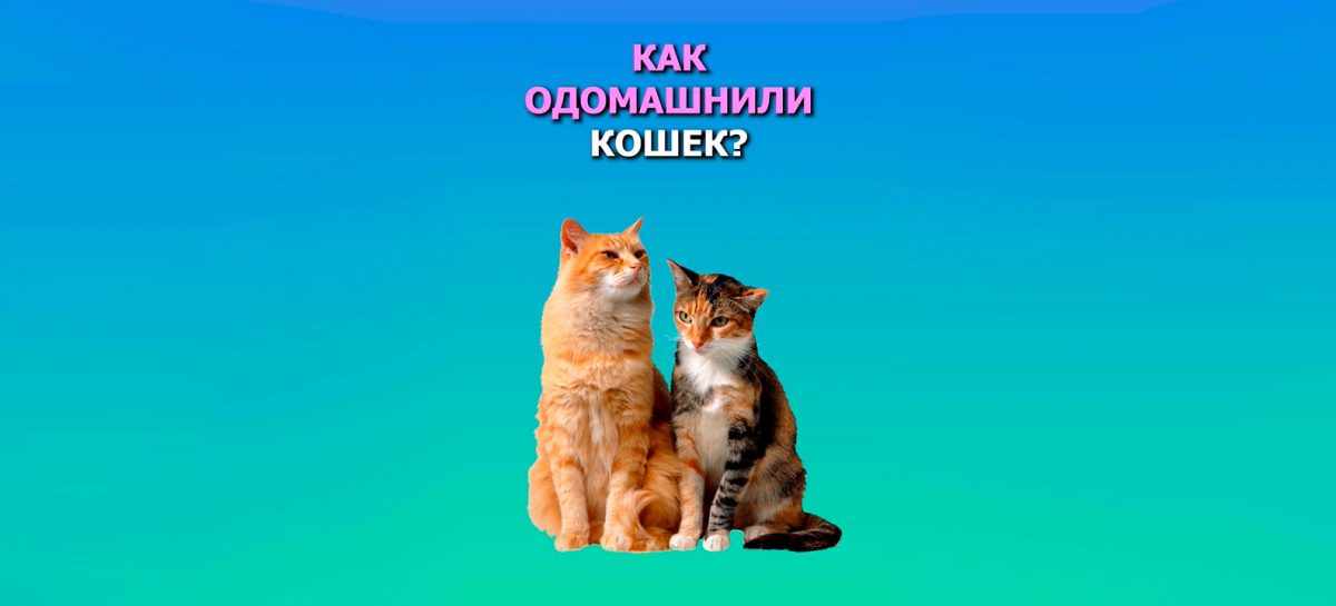 Как одомашнили кошек?