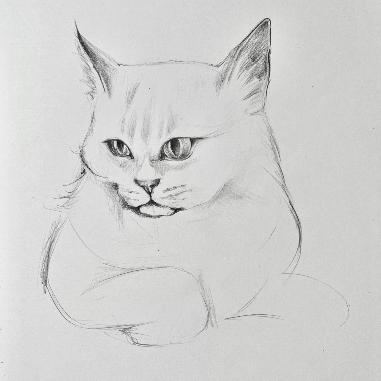 Коты рисунки